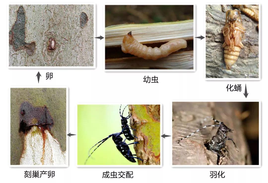 古猗园发出天牛通缉令