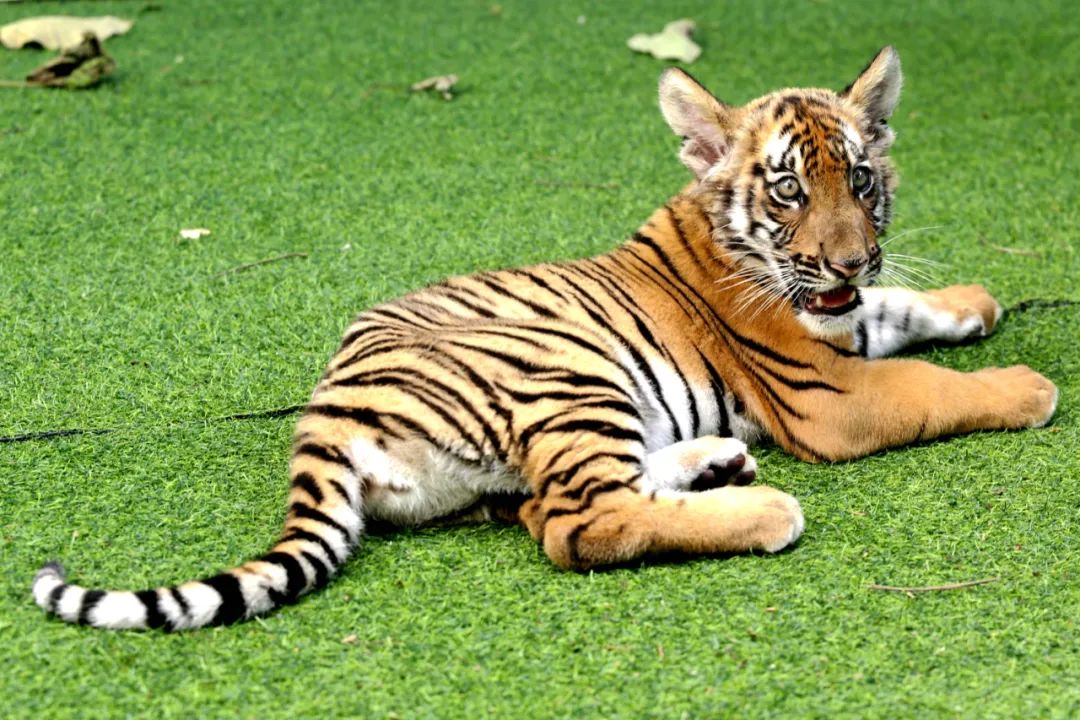 全球老虎日 | 嗷呜~一起来守护这群"森林之王"