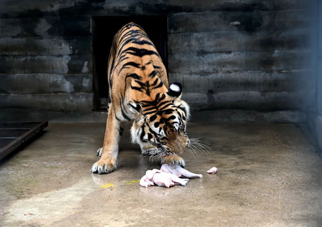 澎湃号>徐州都市晨报>▲东北虎大口咀嚼食物"老虎和人不一样,每天只