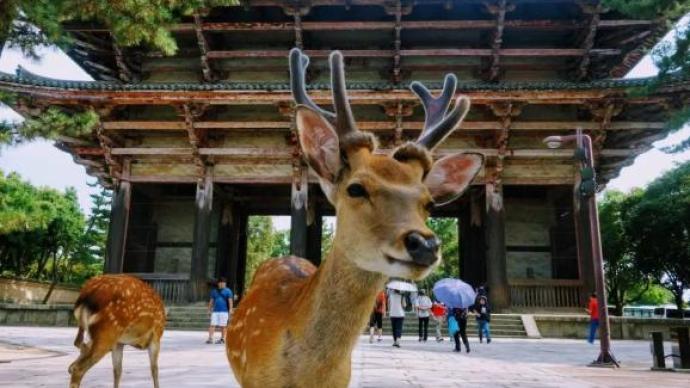 奈良，为什么是日本历史上的第一个首都？