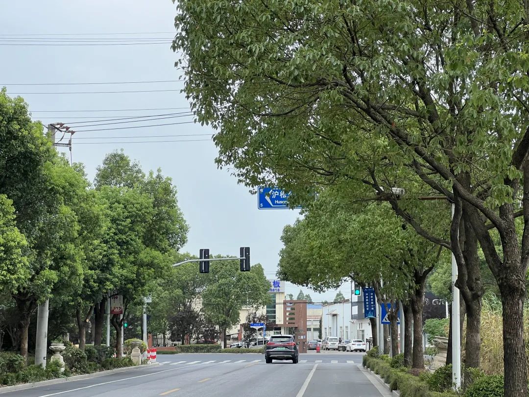 信号灯隐身树间"半遮面",洞泾镇:将及时修剪消除安全隐患_澎湃号·政
