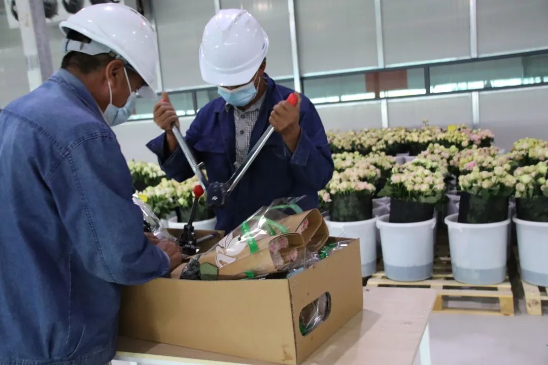 首批销往西安百益亿农国际鲜花港鲜切玫瑰顺利上市