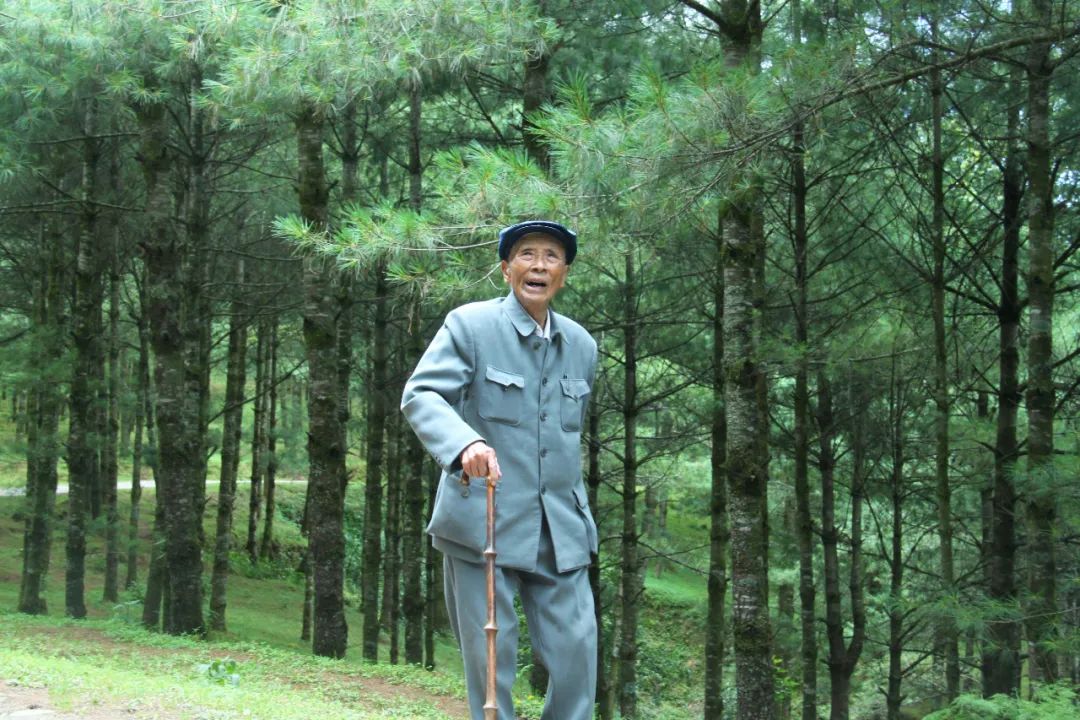 杨善洲这位老人是那些树苗长成了绿色的海洋花开花又落春去春又来树苗