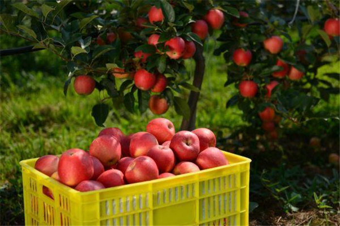 宝鸡千阳南寨镇“田间冰箱”即将建成可存万吨苹果