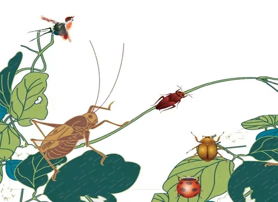 蛐蛐蝈蝈之夏日演奏会