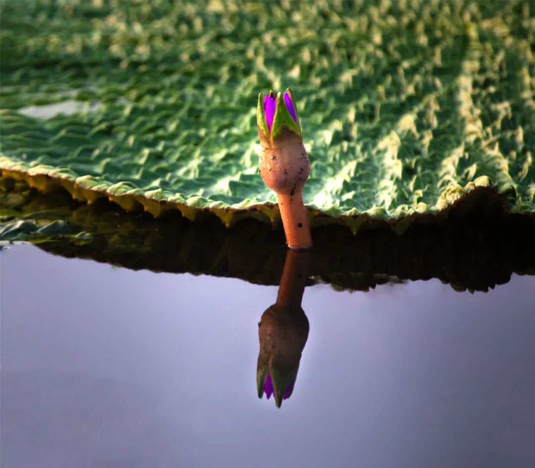 头一批花朵已长成拳头大的果实开满了紫色的鸡头米花连片的鸡头米塘里