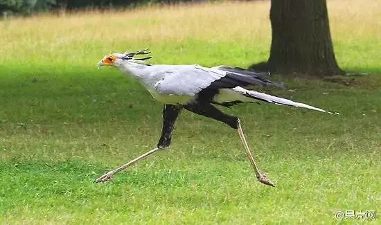 有一種鳥捕獵方式有點奇葩一腳接一腳把獵物踢爆