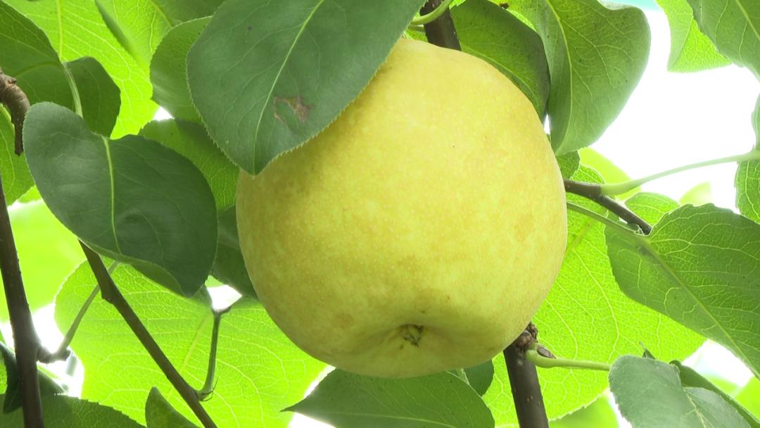气候品质特优级选购仓桥水晶梨认准这张美味身份证