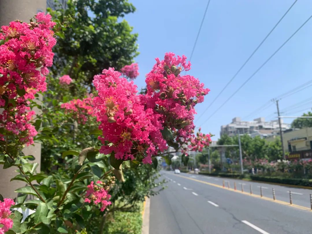 绿荫旁边闪耀一夏路边紫薇明艳非常