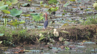 迎接湿地公约COP14，湿地恢复经验对话将于7月29召开 | “呦呦鹿鸣绿会专家谈”（第4期）