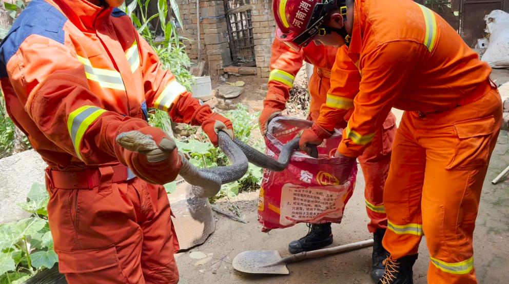夏季蛇频繁出没消防救援人员化身捕蛇人