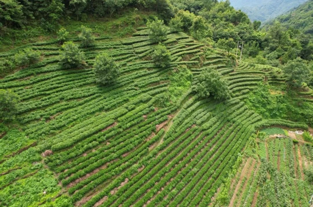 康养茶旅茶旅融合绘就阳坝万亩六无茶园发展的新底色