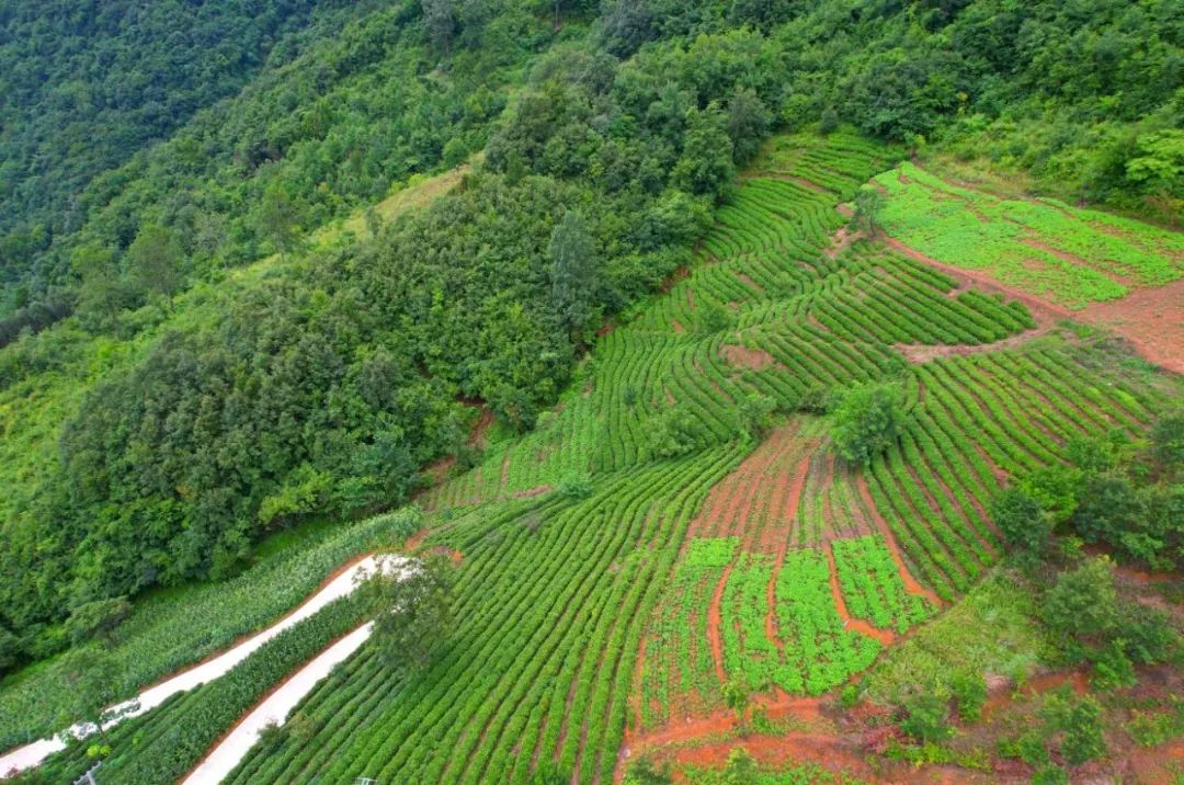 康养茶旅茶旅融合绘就阳坝万亩六无茶园发展的新底色