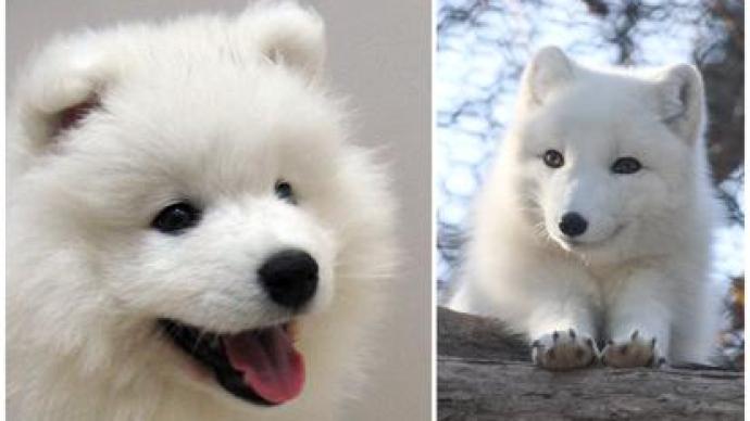 你真以为你能分清萨摩耶和白狐?