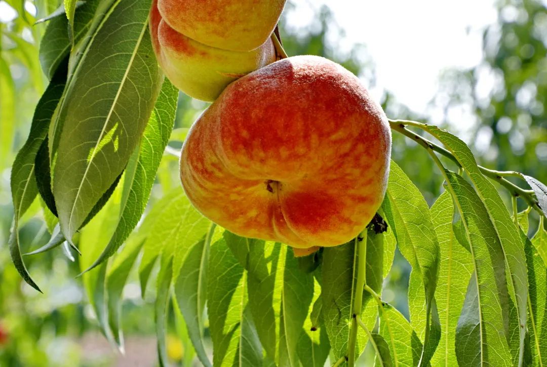 平均糖度19度的金山皇母蟠桃上市了量少质优价格在