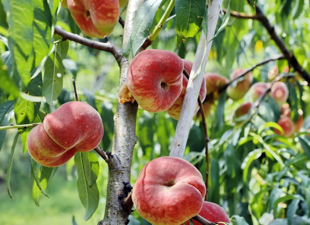 平均糖度19度的金山皇母蟠桃上市了量少质优价格在