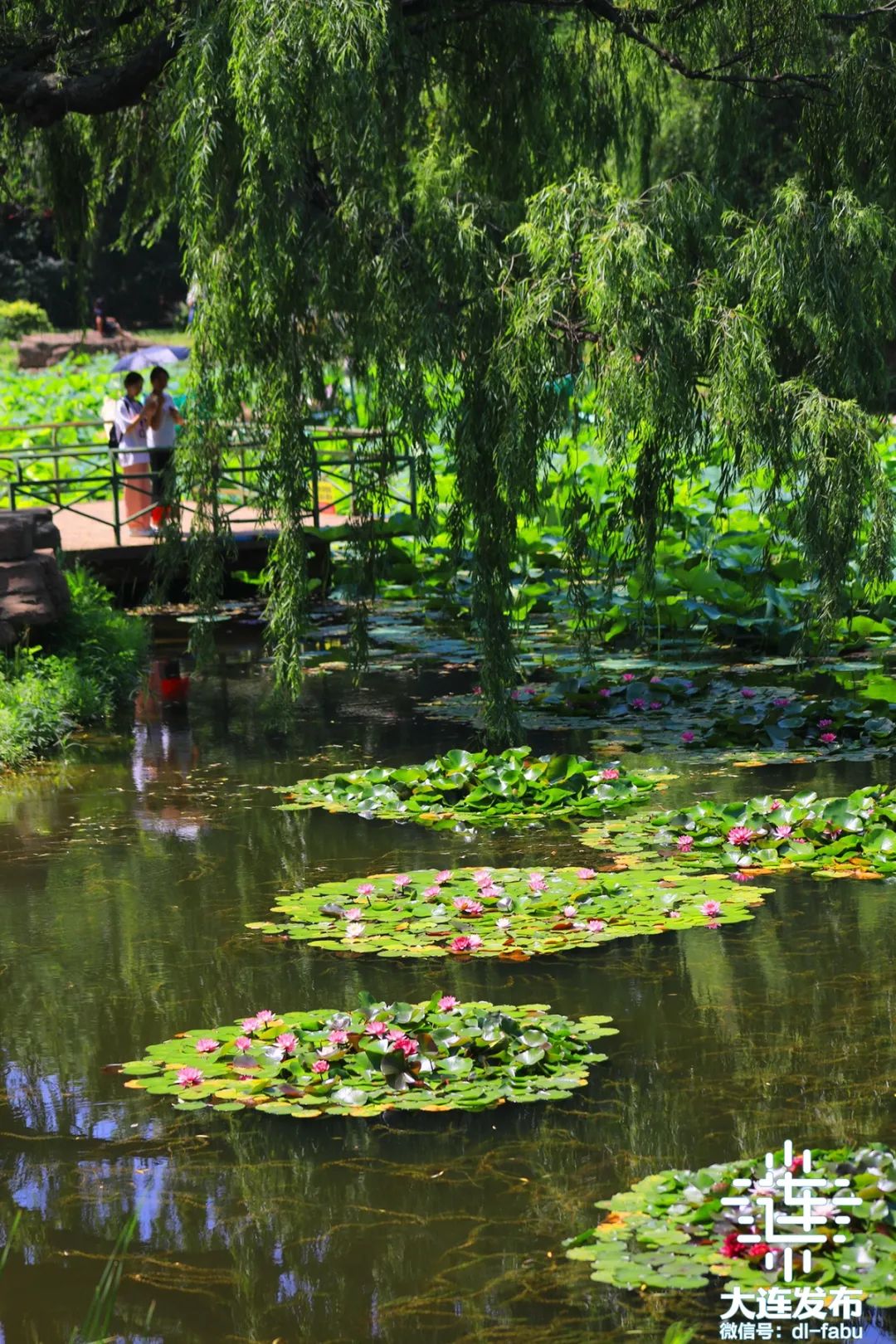大连这里好清凉!