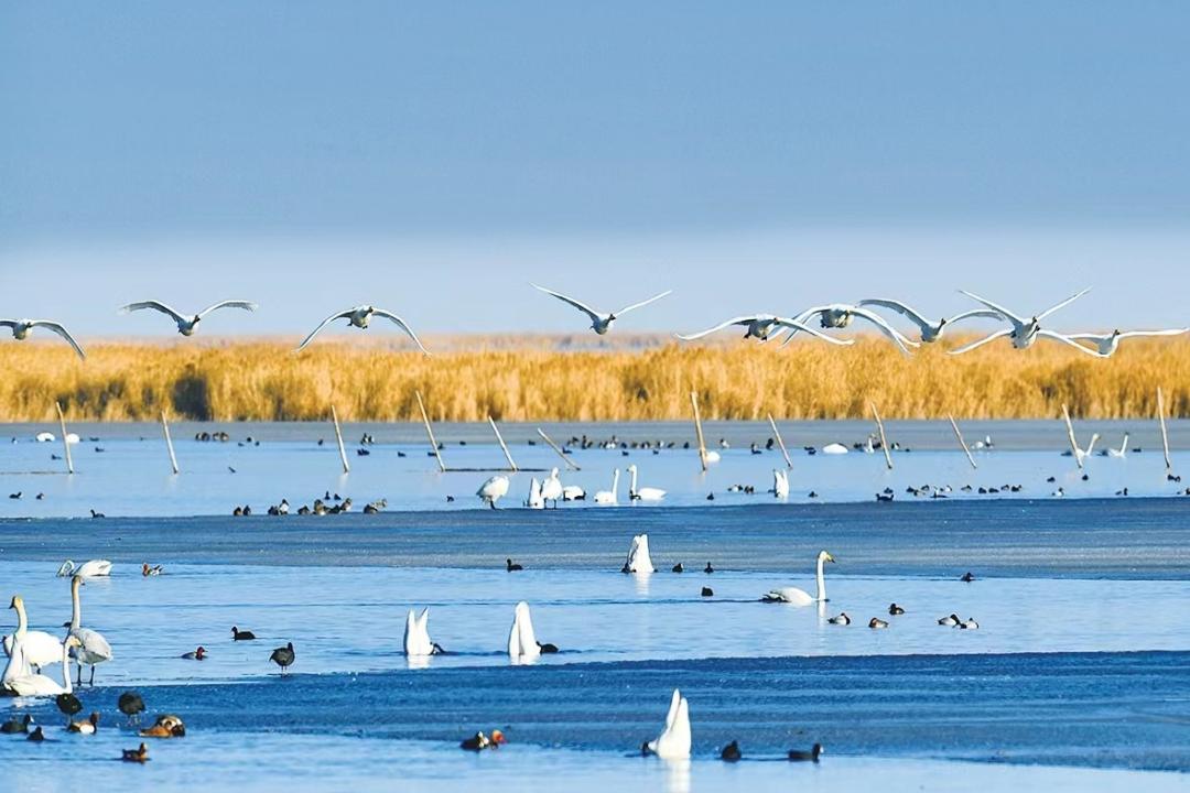 环湖赛让格尔木绿意盎然