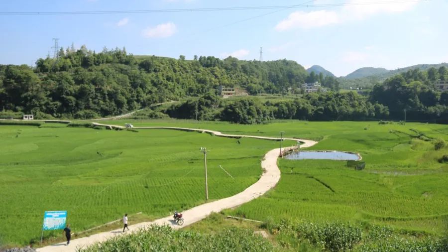 修文县六广镇广田村稻田养鱼助增收托起农民致富梦