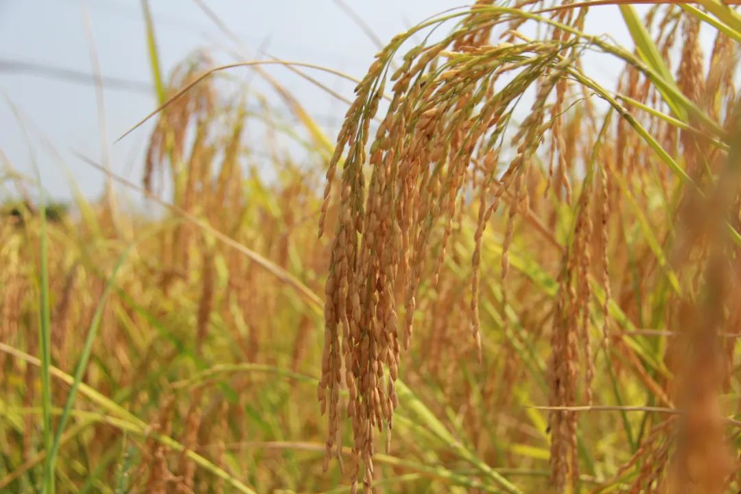 身高1米9巨型稻迎来丰收