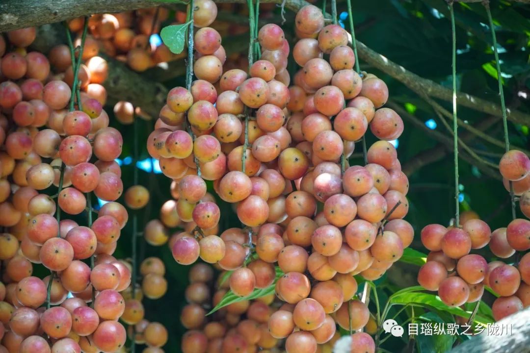 吃货有福喽陇川的江边果熟了