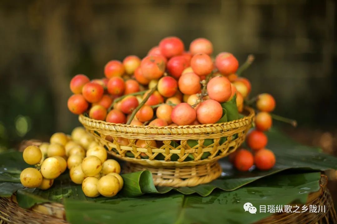 吃货有福喽,陇川的江边果熟了!