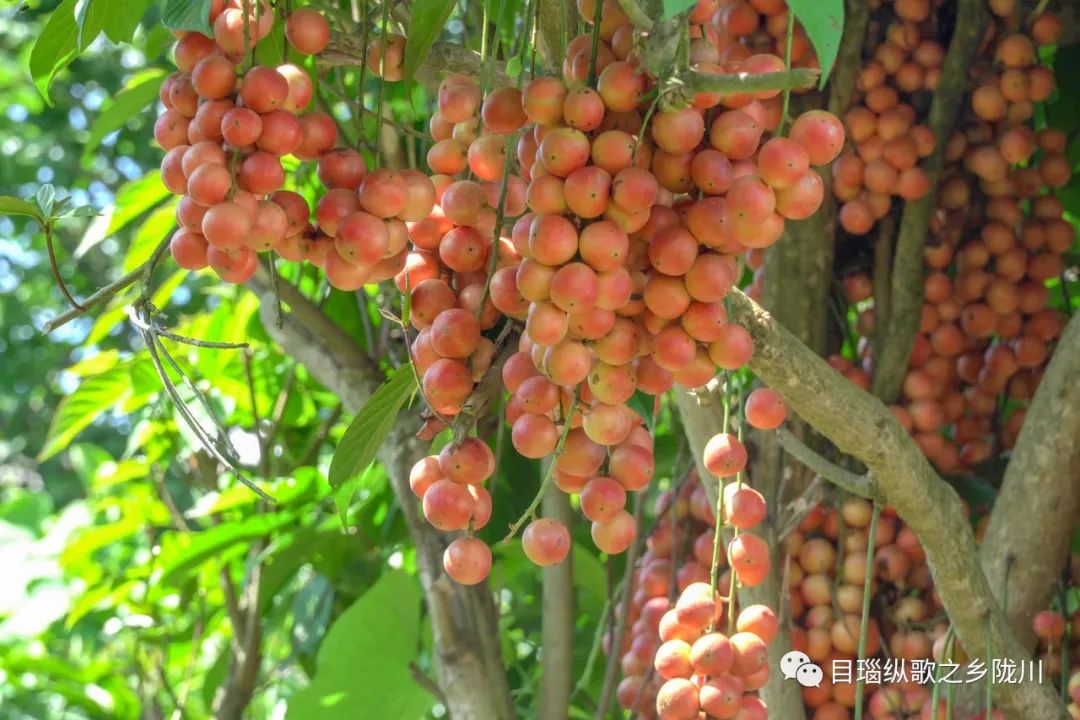 吃货有福喽,陇川的江边果熟了!