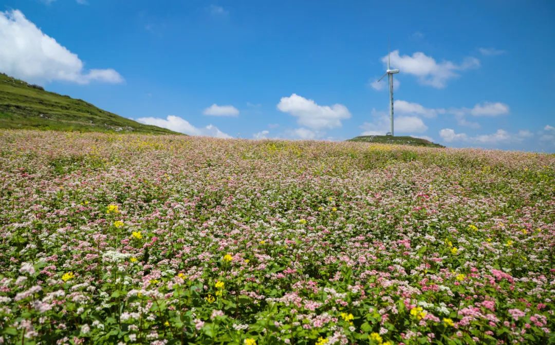 威宁百草坪荞麦芬芳香漫高原