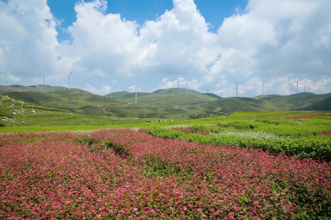 贵州威宁百草坪风景区图片