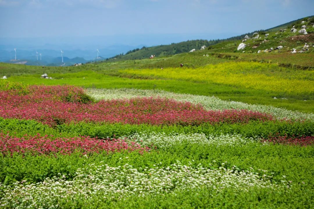 贵州威宁百草坪风景区图片