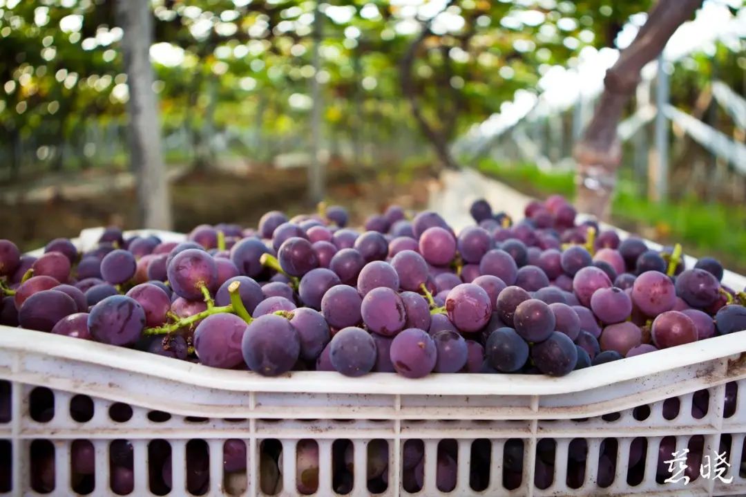 每天约100辆冷藏车将新浦葡萄运往全国今年产值预计达2亿元