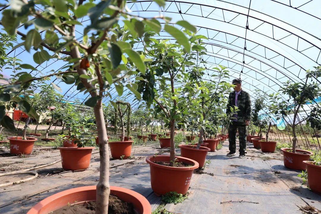 【产业发展面对面】林下特色种植业成为职工致富"金钥匙"