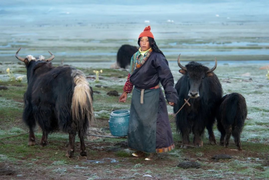 高清美图 | 带你去看看不一样的牦牛