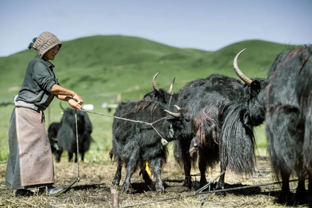 高清美图 | 带你去看看不一样的牦牛