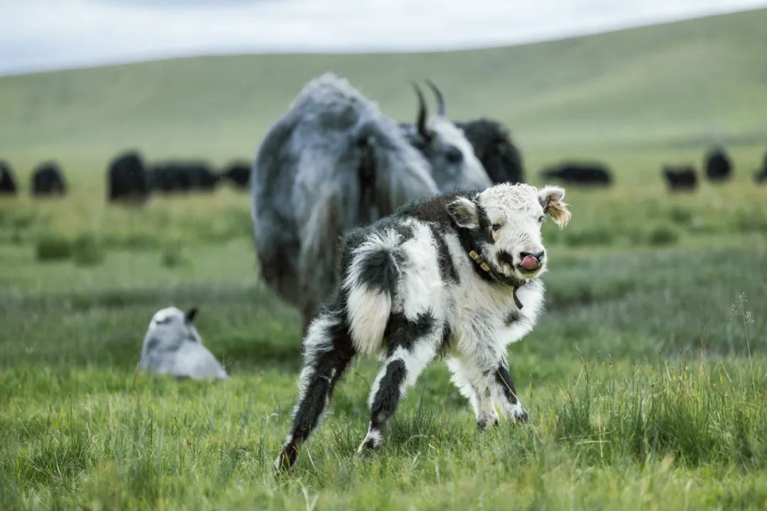 高清美图 | 带你去看看不一样的牦牛