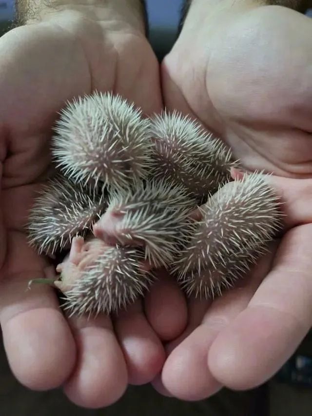 这是5天大的刺猬刺猬宝宝也太像苍耳了吧@澎湃新闻客户端以后只有白色