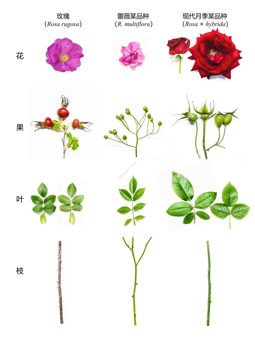 玫瑰,现代月季,蔷薇的花,果,叶,枝对比图.图源:作者