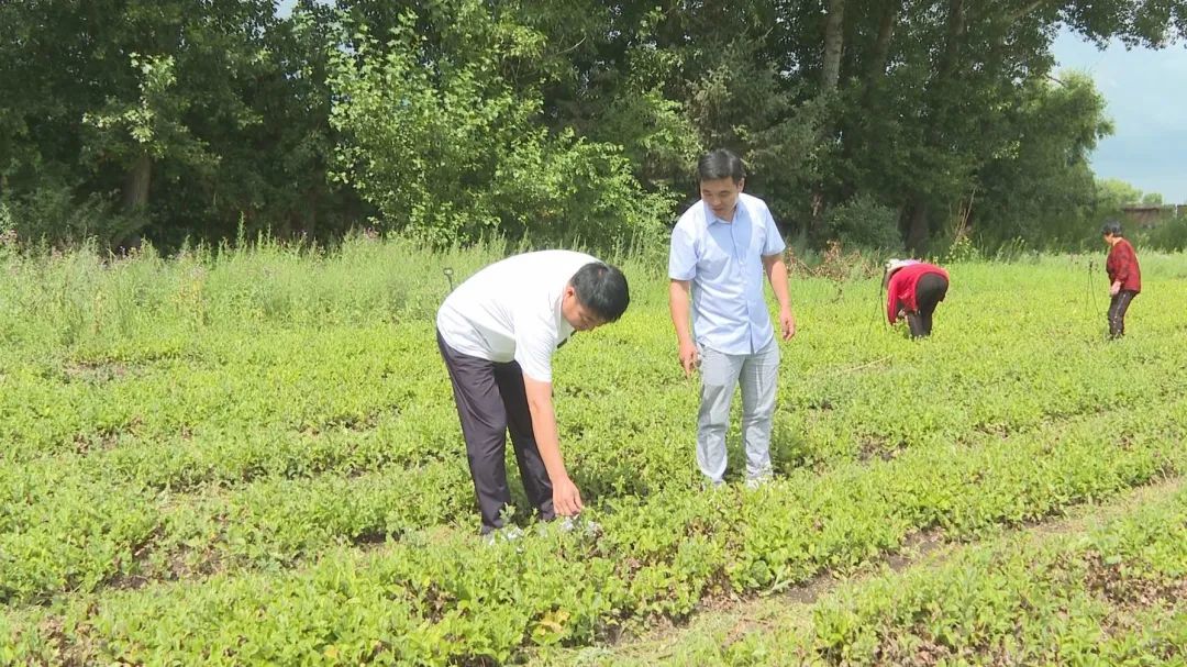 苍珠药材种植时间