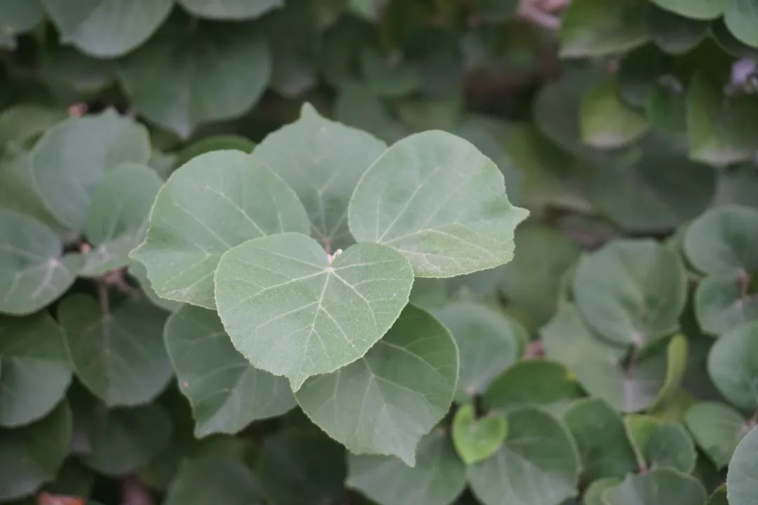 珍稀夏花海滨木槿绚烂绽放