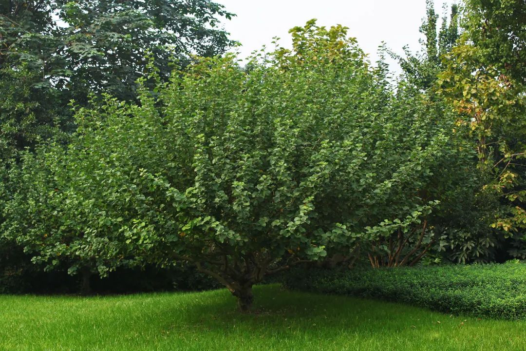 珍稀夏花海滨木槿绚烂绽放