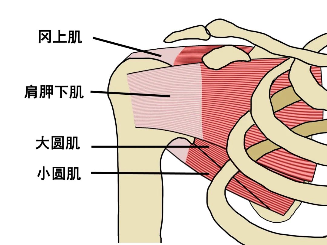 肩胛下肌 解剖图片