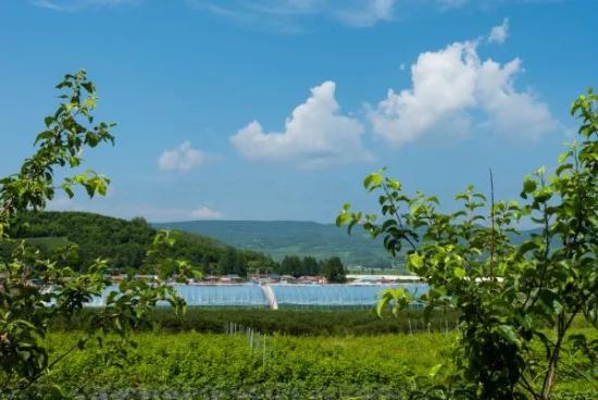 南果北移延吉市朝阳川镇平道村探索出一条种植无花果特色农业产业新