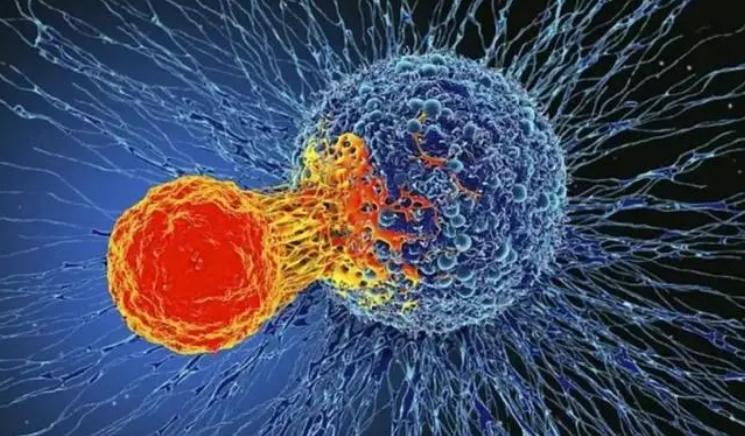 science子刊:探寻car-t细胞活化的关键因素_澎湃号·湃客_澎湃新闻-th