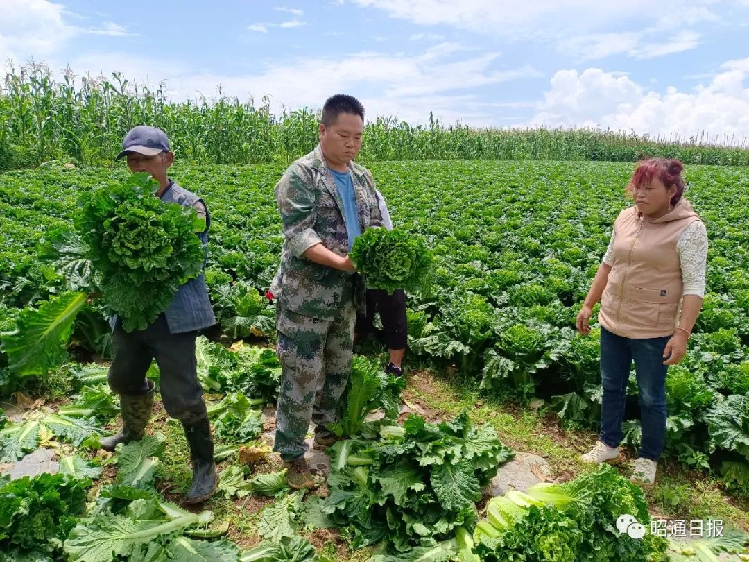 公益助农丨云南巧家1800亩新鲜蔬菜上市盼您一同助力