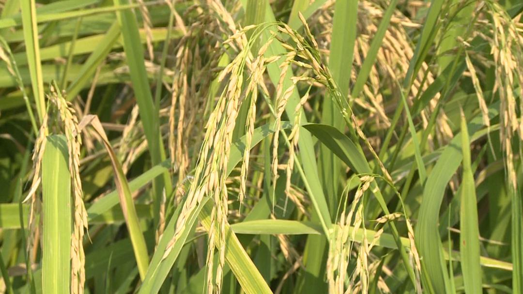 亩产超800斤望城低镉水稻新品种试验获成功