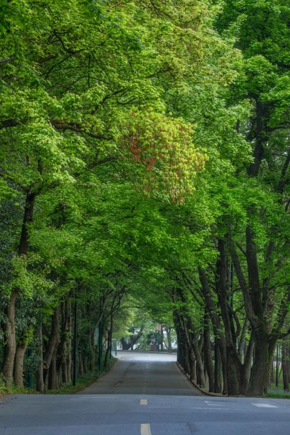 中国最美林荫大道图片
