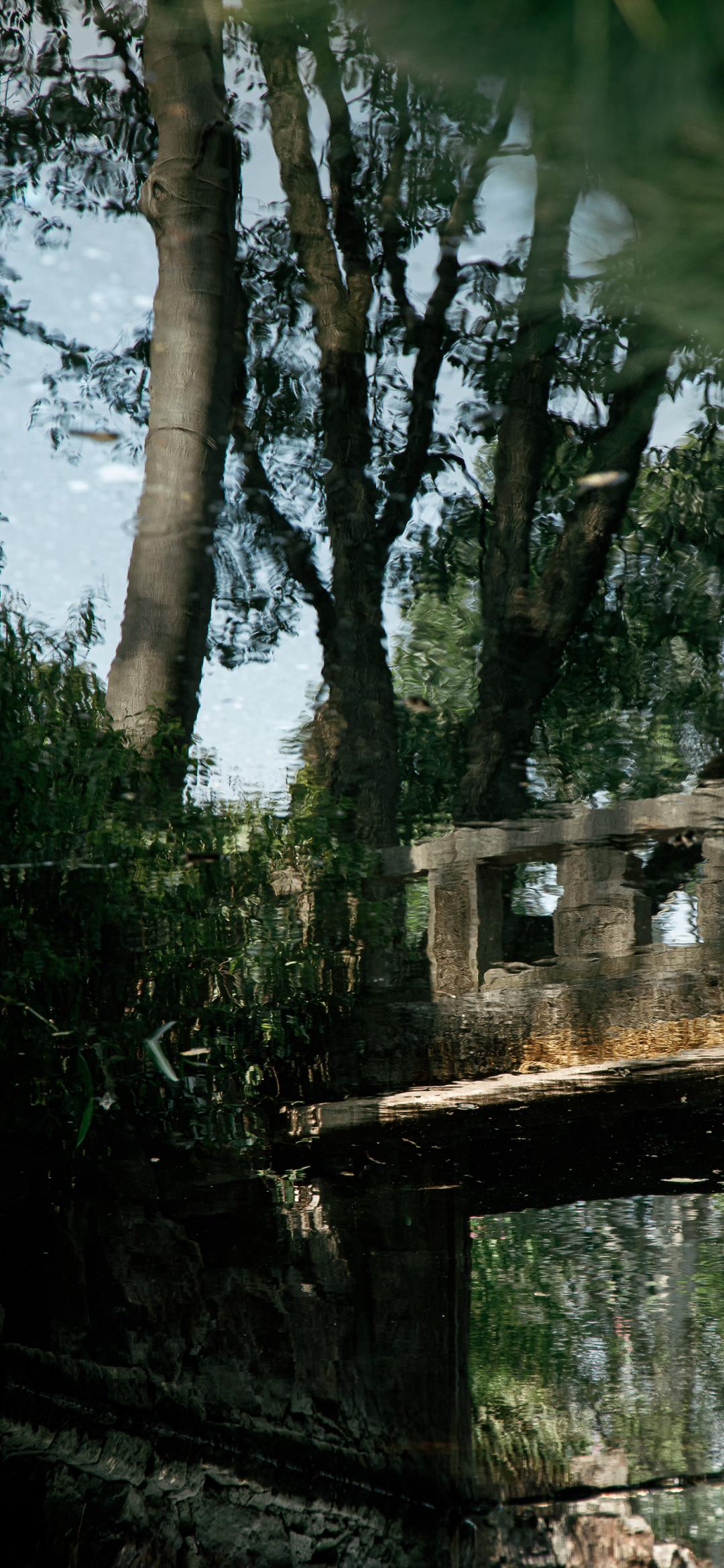 每日分享:无根树