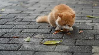 国际猫咪日| 救助流浪猫，需要注意这些