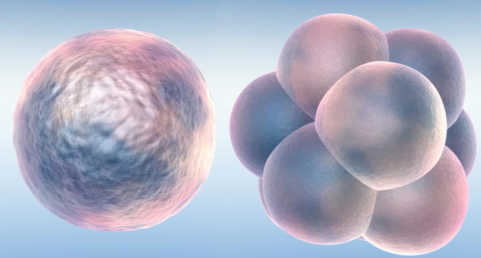 “无中生有”超能力？科学家不用精子卵子就能培育出胚胎