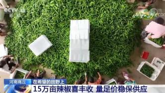 在希望的田野上 | 河南商丘15万亩辣椒喜丰收 多措并举保供应